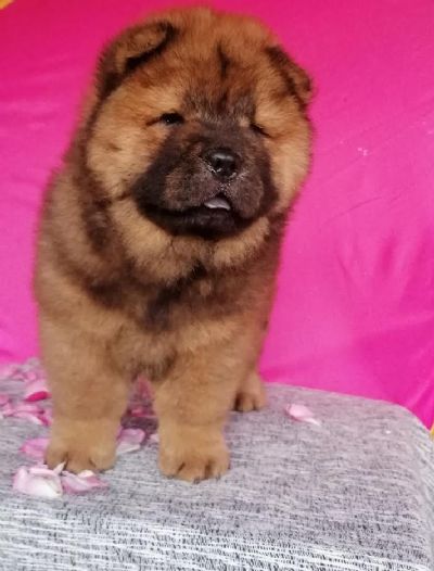 oglasi, Chow chow 